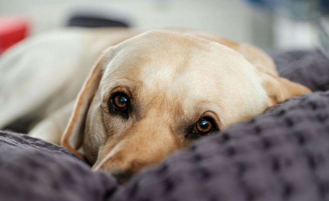 Prostatitis en perros - cómo reconocerla, diagnosticarla y tratarla