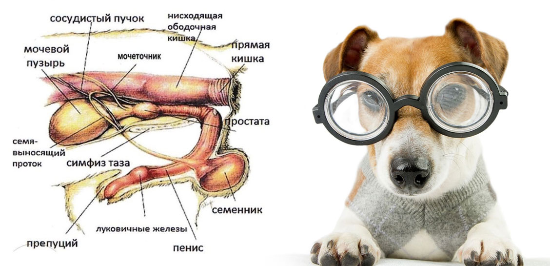 Sistema urogenital de los perros