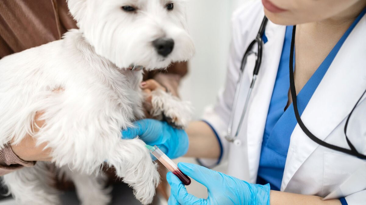 Diagnóstico de enfermedades del sistema genitourinario en perros