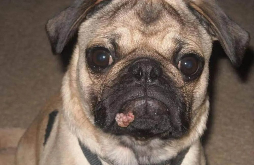 Pug