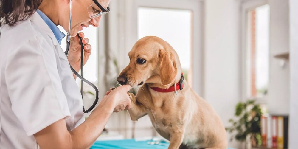 Perro junto al veterinario