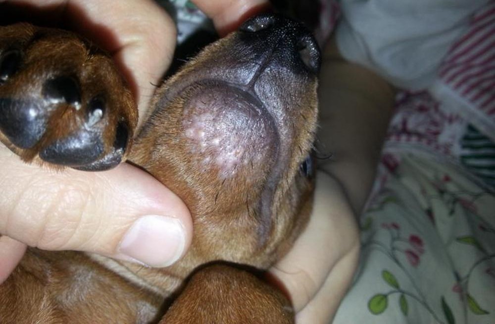 Granos en el cuerpo del cachorro