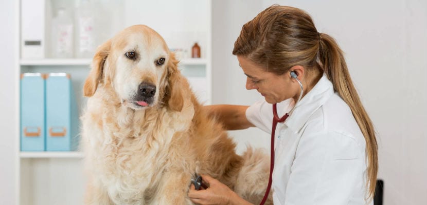 Perro y veterinario