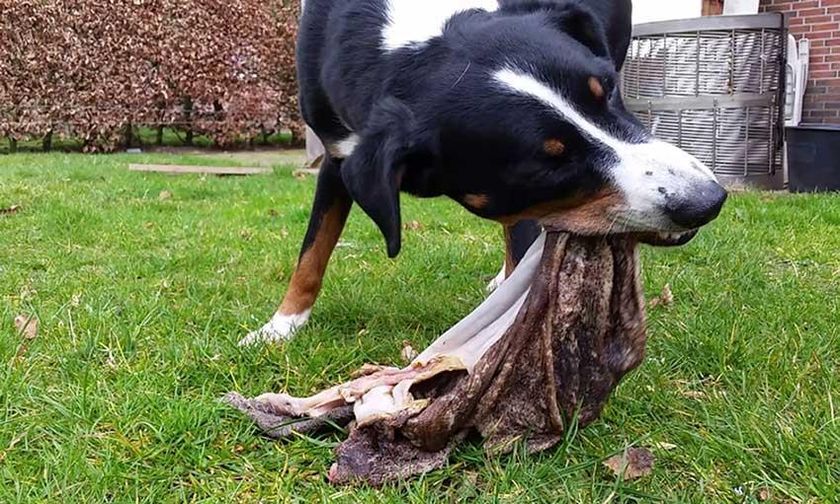 Perro comiendo tripa