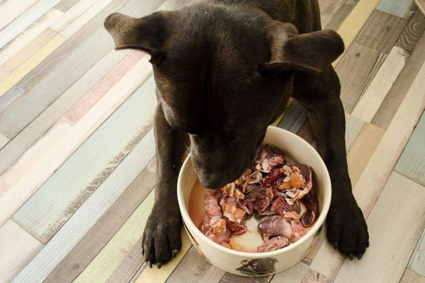Alimentación natural para perros