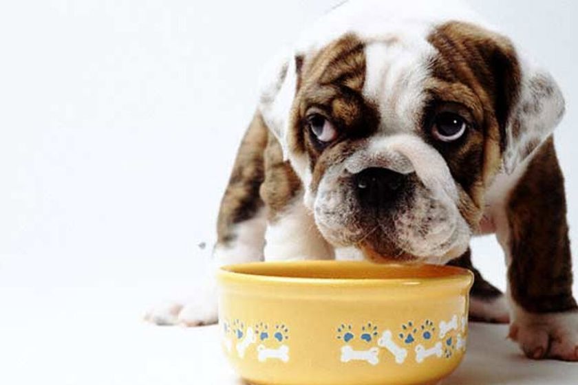 Callos para cachorro