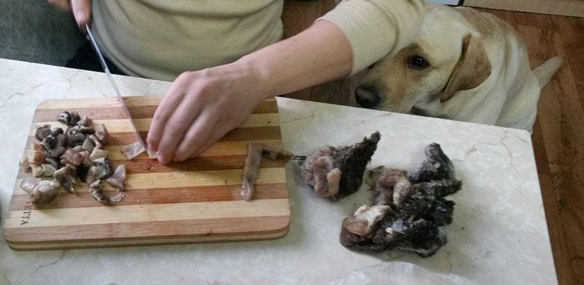 Tripa para perro