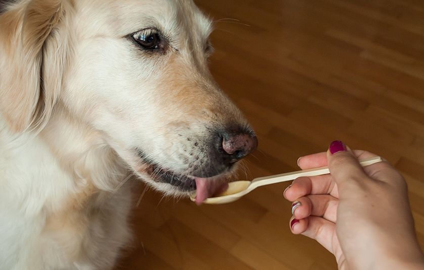 El perro come de una cuchara