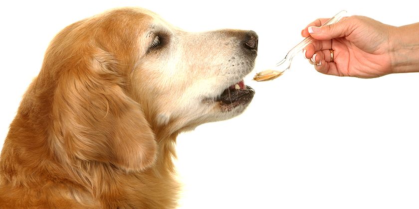Aceite de pescado para perros