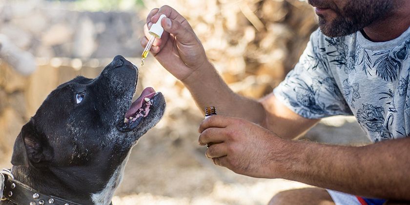 Cómo administrar aceite de pescado a un perro