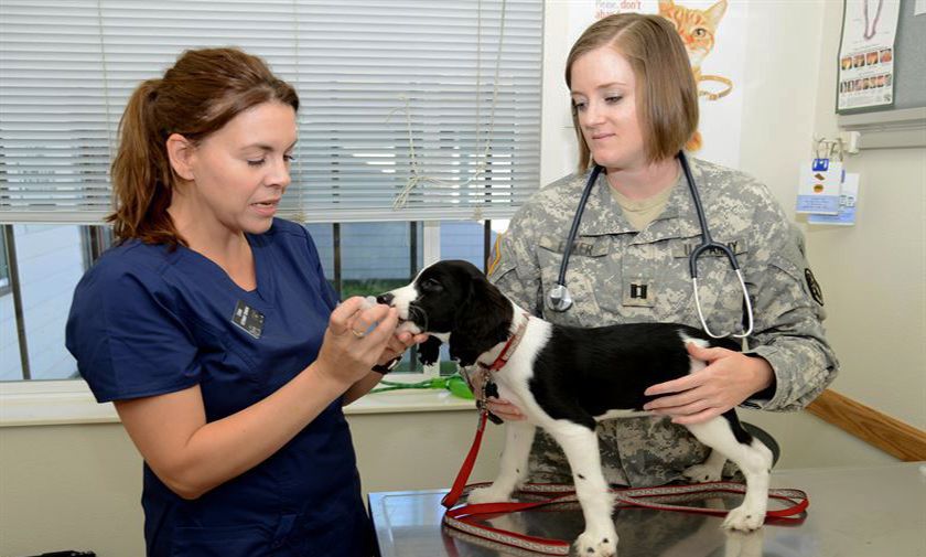 El perro en el veterinario