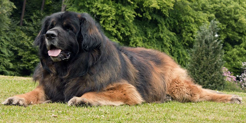 Leonberger auf der Lichtung