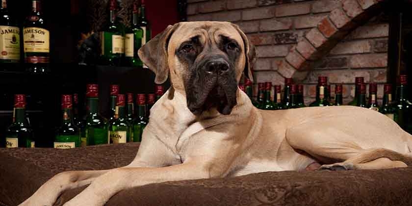 Der größte Hund der Welt
