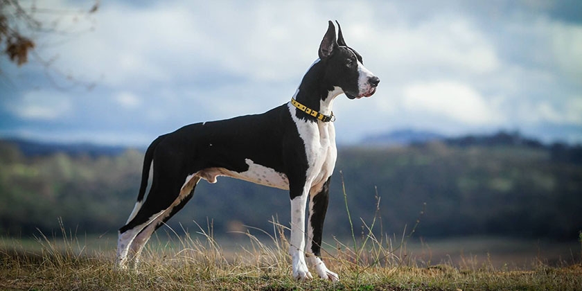 Deutsche Dogge