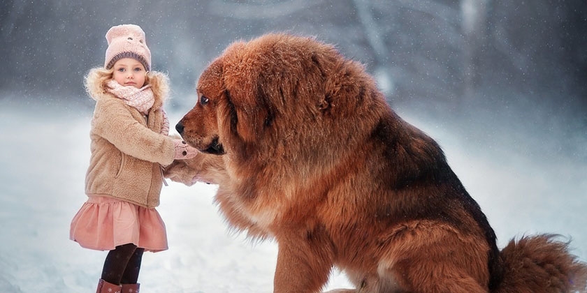 Tibetischer Mastiff