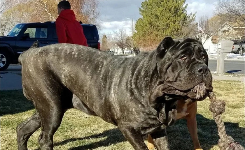 Riesiger Hund