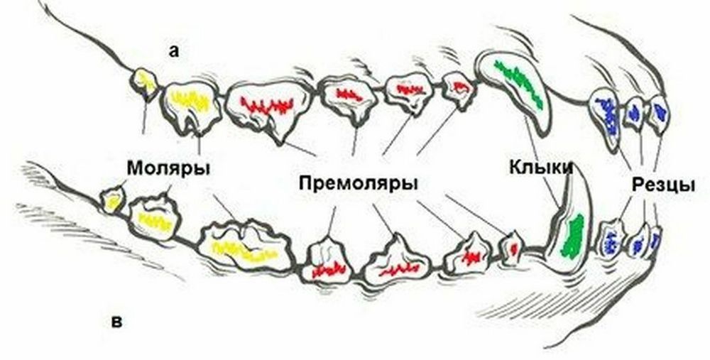 Esquema de disposición de los dientes en un perro