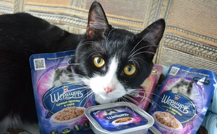 El gato y las conservas para gatos Shermurr