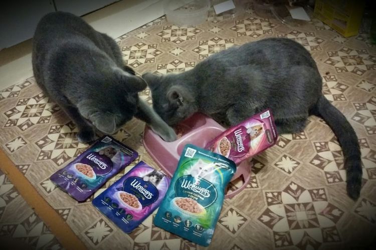 Los gatos comen Shermurr