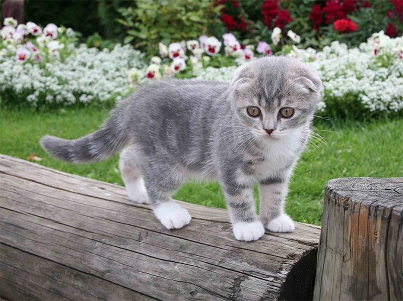 Gato de paseo