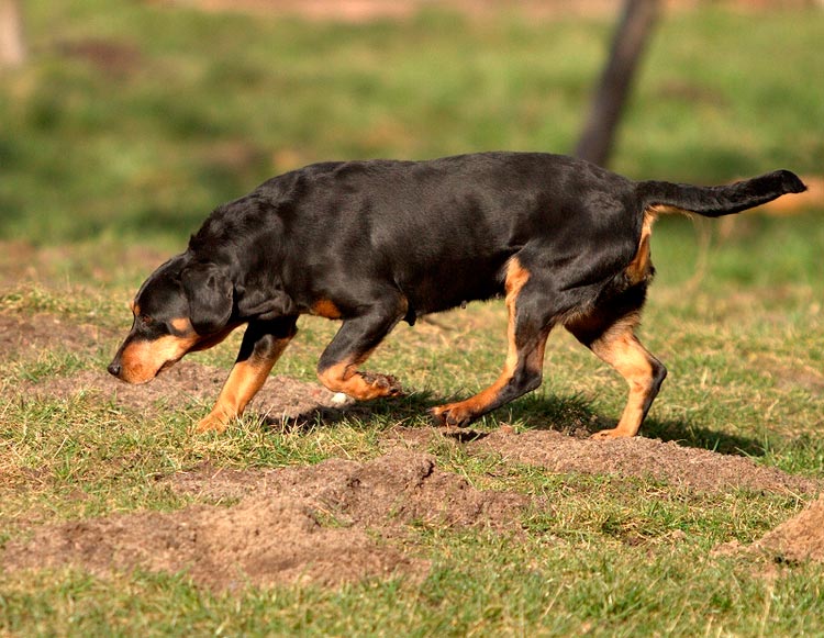 Perro de raza Slovacký kopov