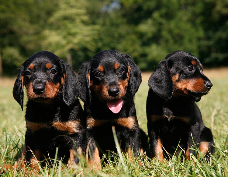 Cachorros de Slovacký kopov