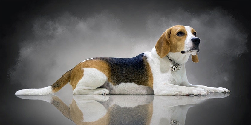 Perro de raza Beagle