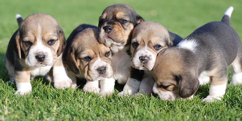 Cachorros de Beagle