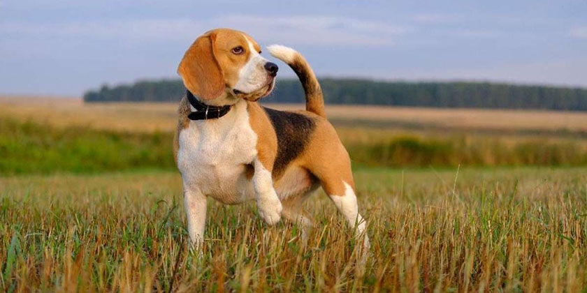 Beagle en el campo