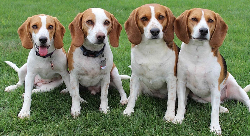Beagles en el claro