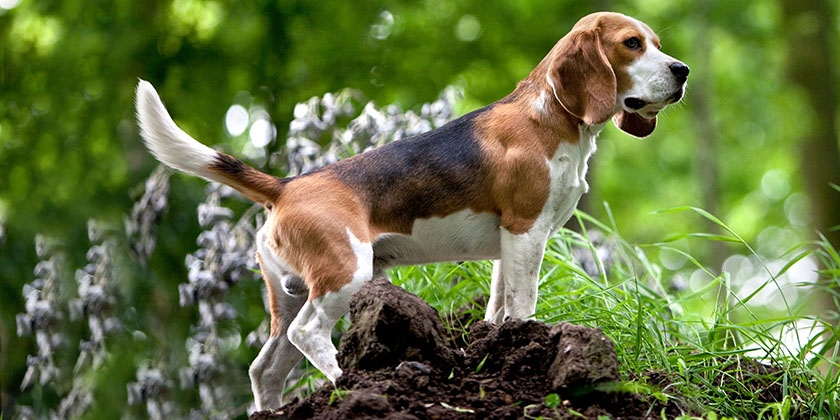 Perro de raza Beagle