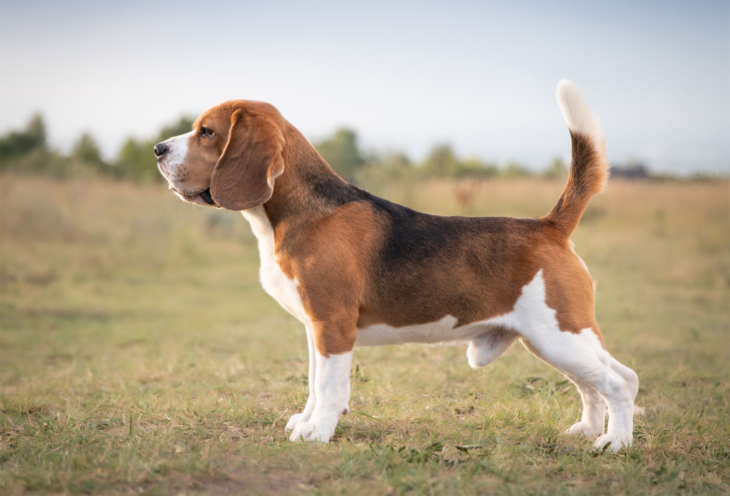 English Beagle