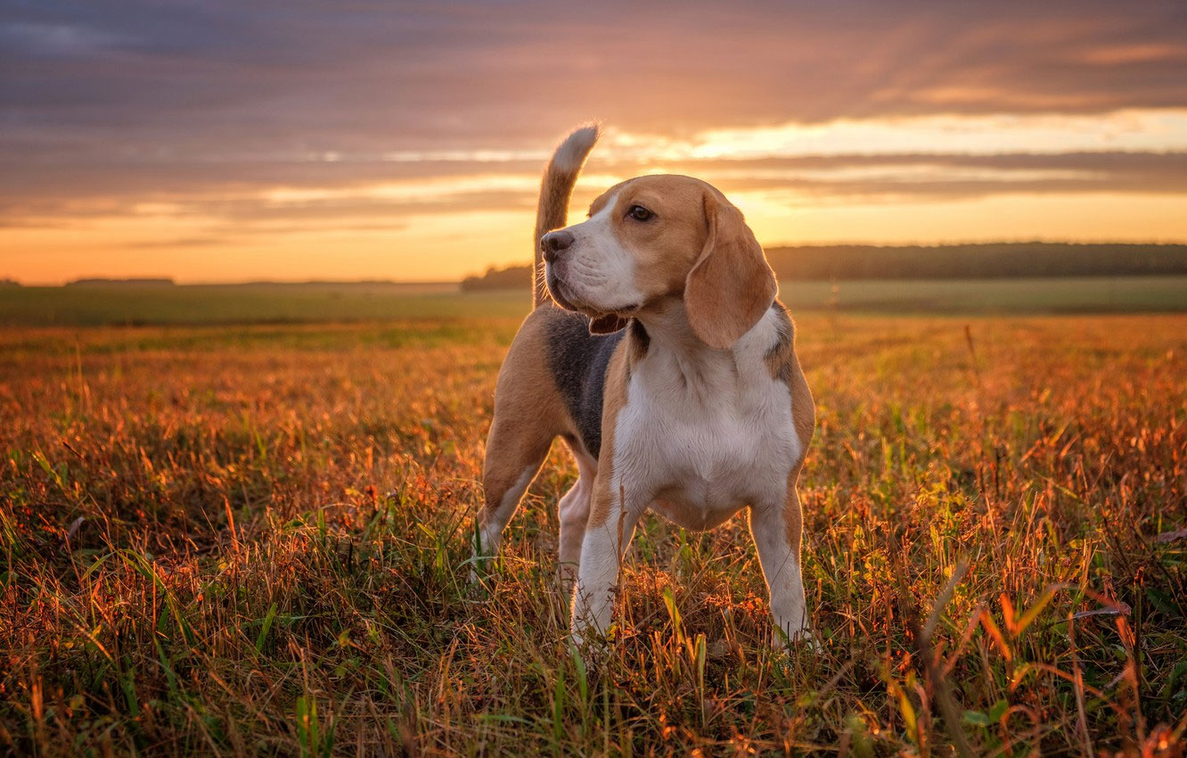 Beagle en la naturaleza
