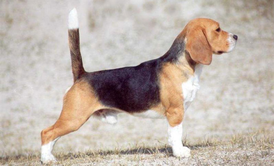 Beagle inglés - estándar de la raza