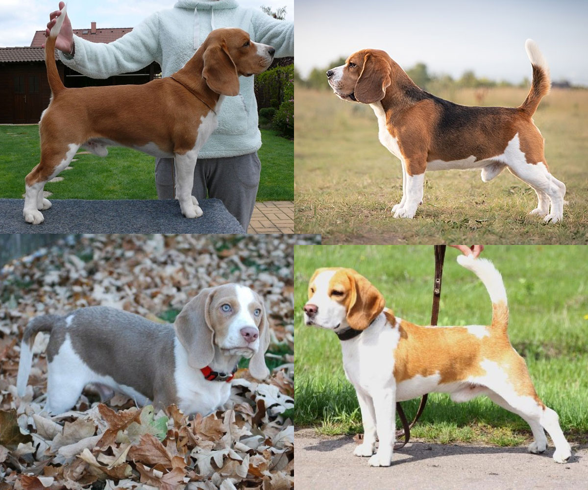 Variantes de color de la raza Beagle
