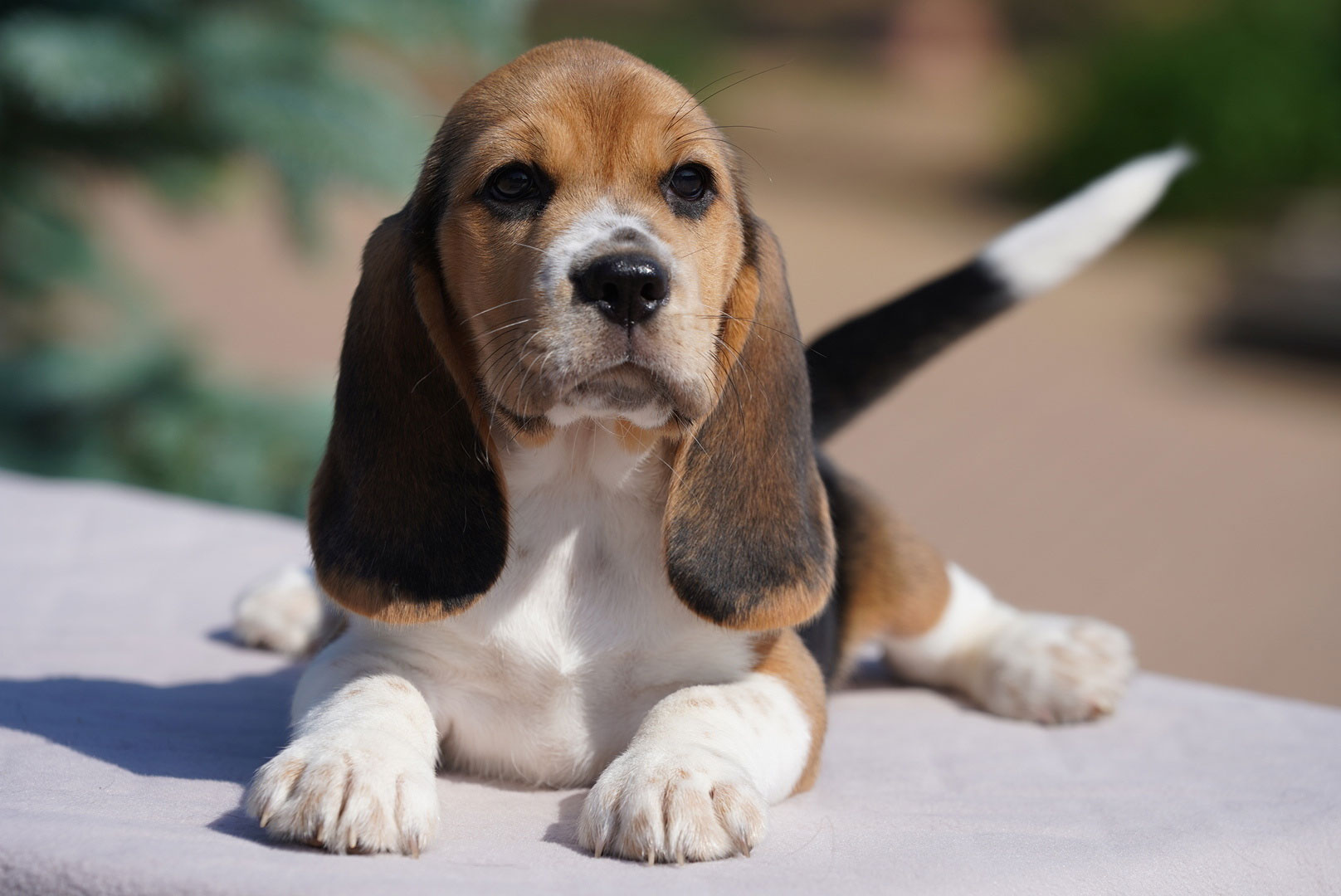 Pequeño Beagle