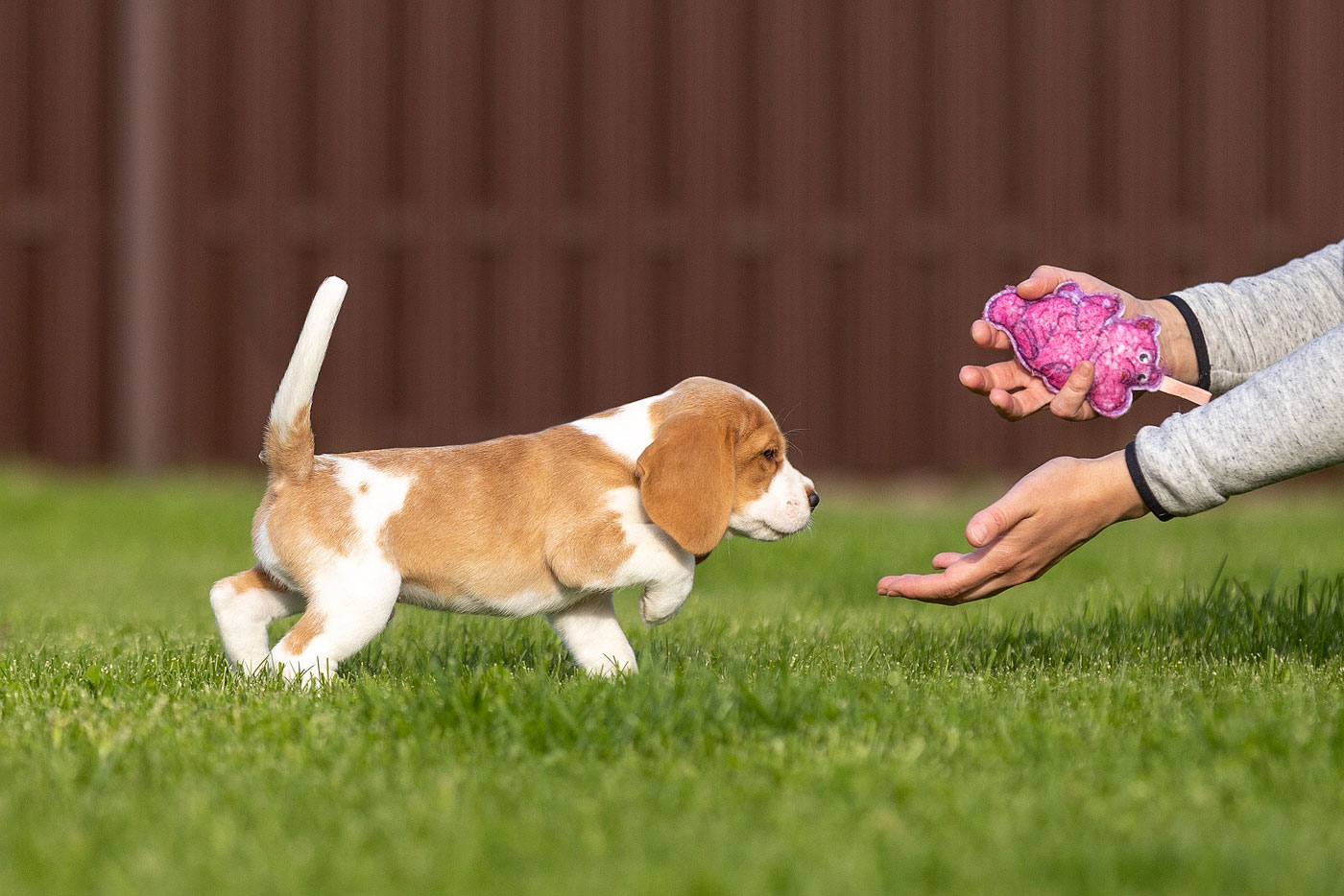 Cachorro de la raza Beagle