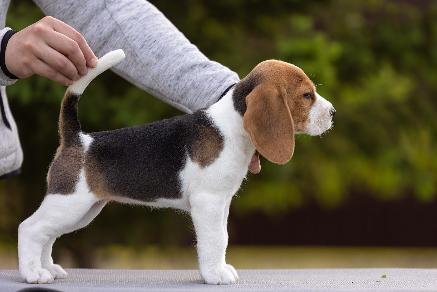 Beagle - cachorro show-class
