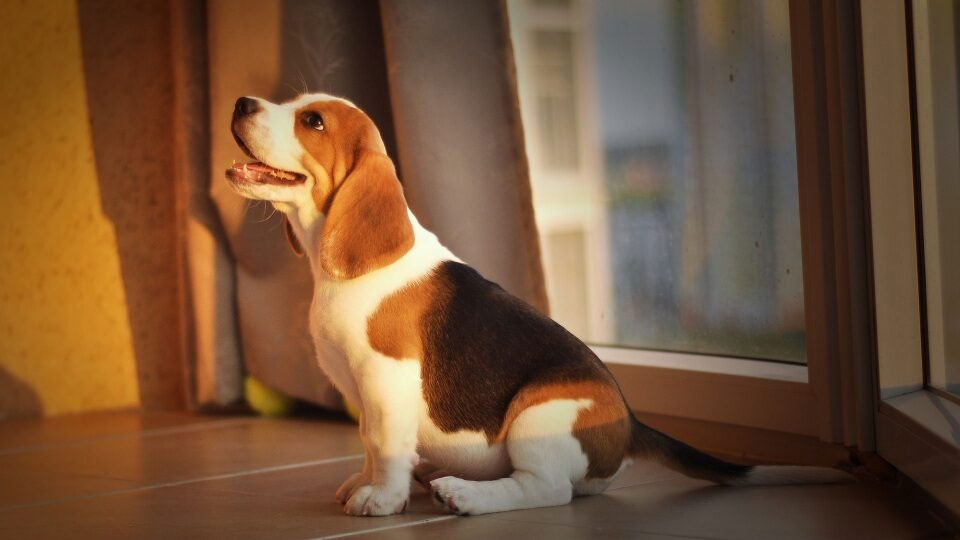 Beagle - mantenimiento en piso