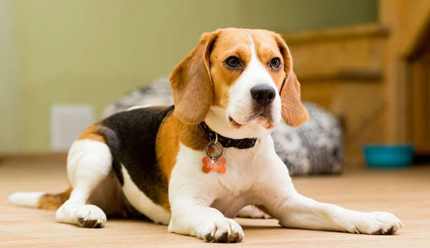 Características de la raza Beagle