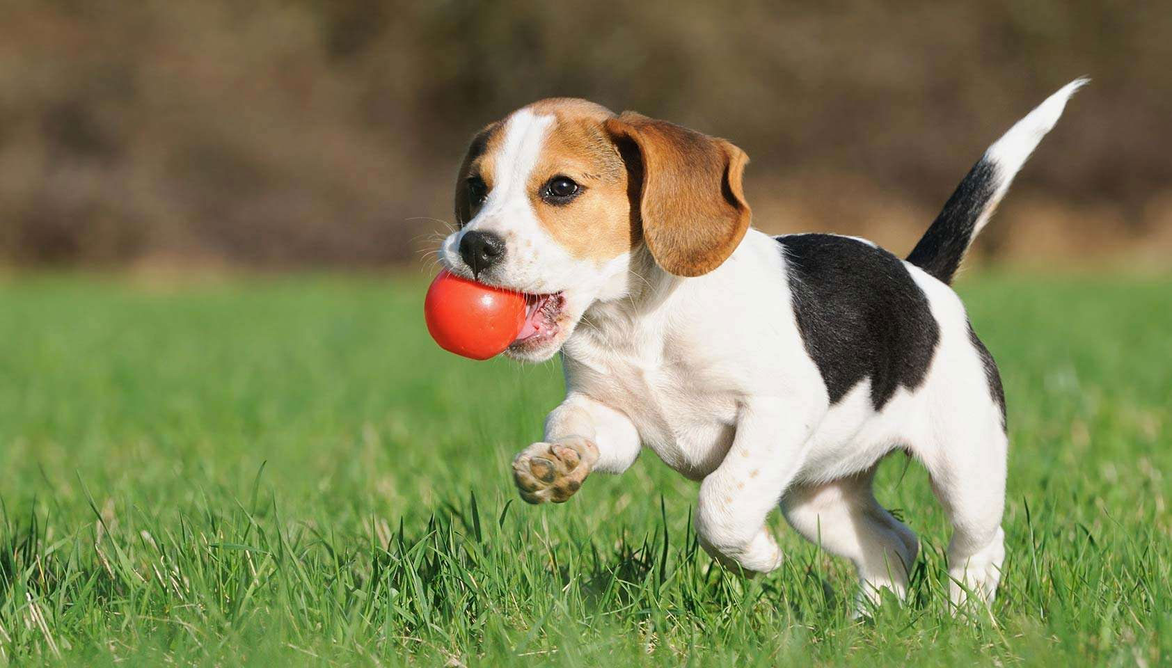 Adiestramiento del Beagle