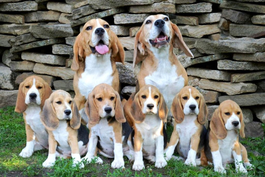 Criaderos de la raza Beagle en Rusia