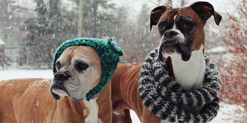 Perros con ropa