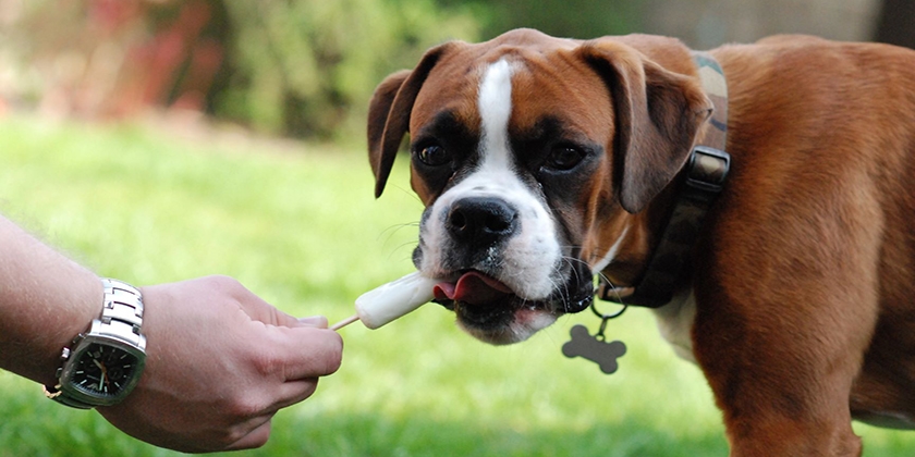 El cachorro come helado
