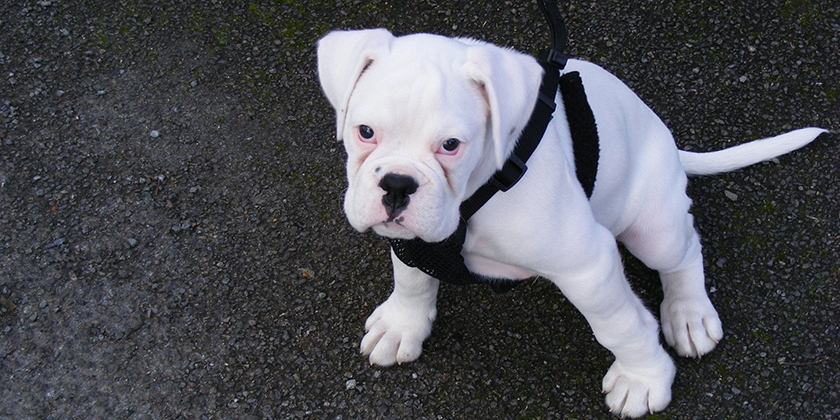 Cachorro blanco