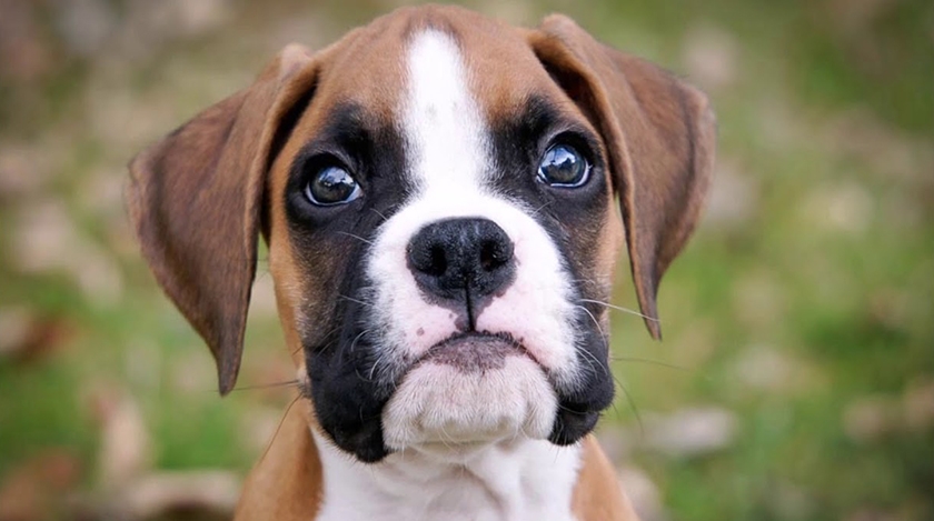 Cachorro de bóxer