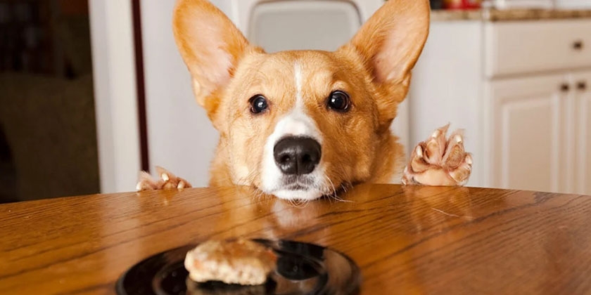 Raza de perros Corgi