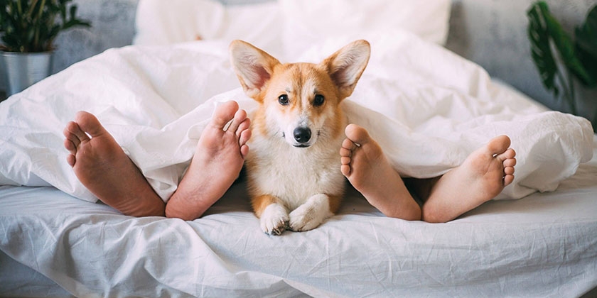 Perro en la cama