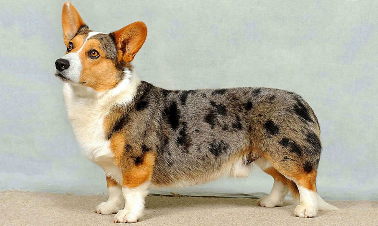 Welsh Corgi Cardigan