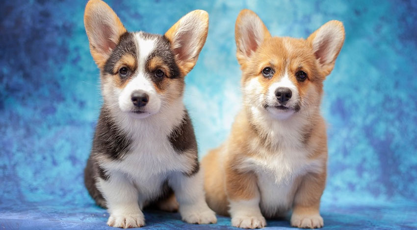 Raza de perros Welsh Corgi